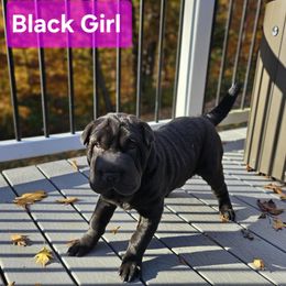 Black Girl - Chinese Shar-Pei puppy from CNY Shar Peis