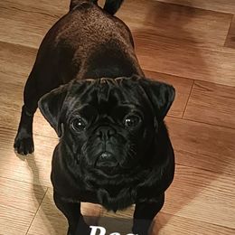 Bea - Pug
