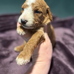 Timon - Red  male Goldendoodle puppy in Jacksonville, Florida from Dandelion Doodles