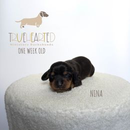 Nina - Black and tan female Dachshund puppy in Royse City, Texas from Truehearted Miniature Dachshunds