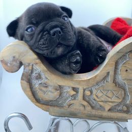 Coronado - Brindle and white male French Bulldog puppy in Vancouver, Washington from Leash Candy Frenchies