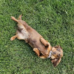 Jocie - Dachshund