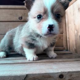 Reserved - Sable male American Corgi puppy in Pioneer, Michigan from Country Corners Corgis