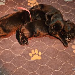 Girl 2 reserved - Black female Giant Schnauzer puppy in Danville, Indiana from Surefoot Giant Schnauzers
