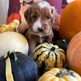 Pecan - Red  male Goldendoodle puppy in Chino Valley, Arizona from Bass Creek Doodles