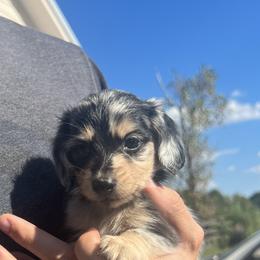 Dachshund All Grown Up from East Texas Dachshunds