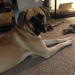 Mastiffs from Taresa's Pups