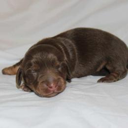 Xaki (2675) - Chocolate and tan female Dachshund puppy in Sonora, Kentucky from Maple Hill Miniature Dachshunds