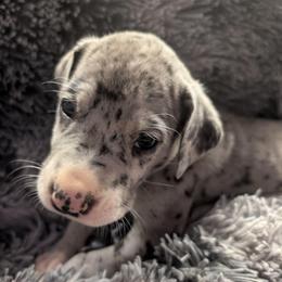 Racy - Mantle merle female Great Dane puppy in Brooksville, Florida from Follow My Lead Great Danes