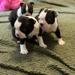Boston Terrier Puppies from NW Boston Terriers