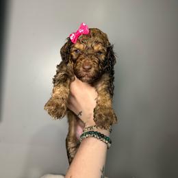 Jade - Phantom female Goldendoodle puppy in Howard City, Michigan from Doodles and Chaos