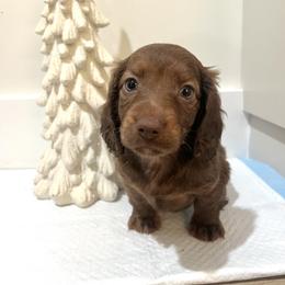 Hank - Chocolate male Dachshund puppy in Jurupa Valley, California from Divine Doxies
