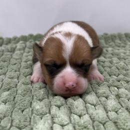 Lottie - Red female Pembroke Welsh Corgi puppy in Waco, Texas from The Comma Corgis