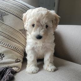 Hazel - Buff and white female Cockapoo puppy in Mayville, Michigan from Kathy Maize
