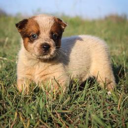 Salem - Red speckled female Australian Cattle Dog puppy in Waxahachie, Texas from MC Heelers