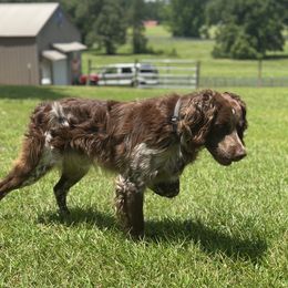 Knox - Brittany