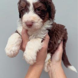 Boaz - Red tri-color male Aussiedoodle puppy in Orland, California from Shockley’s Elite Doodles