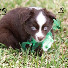 Australian Shepherd, Miniature American Shepherd, Miniature Australian Shepherd, and Toy Australian Shepherd Puppies from TK Standard, Mini, & Toy Aussies