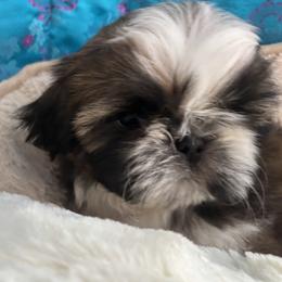 GIRL2 - Red and white female Shih Tzu puppy in Centralia, Washington from FRUFFLES SHIH TZUS