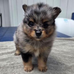 Oaklyn - Blue merle female Pomeranian puppy in New Lenox, Illinois from Illinois Poms