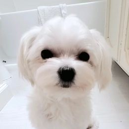 Hiroki - Maltese