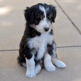 Antonia - Black tri-color female Aussiedoodle puppy in Peyton, Colorado from Colorful Colorado Aussiedoodles
