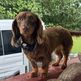 Roxy - Dachshund