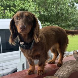 Roxy - Dachshund