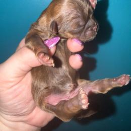 Chocolate Dobie - Chocolate and tan female Shih Tzu puppy in Albany, New York from Precious Shihpoo’s and Luxurious Shih Tzu’s