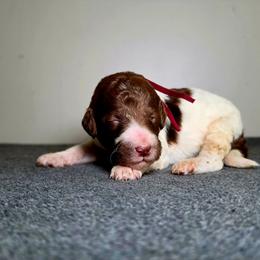 Valor - Parti male Poodle puppy in Plainfield, New Jersey from Caris Paws Poodles and Labradoodles
