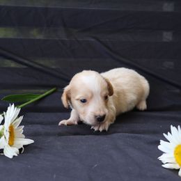 Beau - Cream male Dachshund puppy in Fredericksburg, Ohio from William's Dachshunds