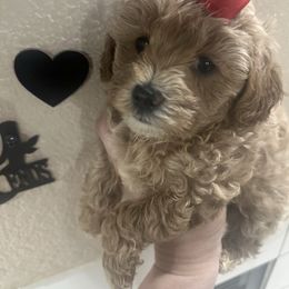 Tulip - Apricot female Maltipoo puppy in Apple Valley, California from Boujeepups