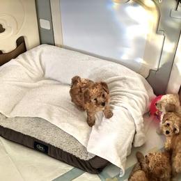 Poodle Puppies from ItalianToyPoodles