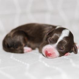 Fin - Brown and white male Bernedoodle puppy in Gilbert, Arizona from Safe Havynn Doodles