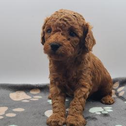 Blizzard - Red  male Poodle puppy in Kannapolis, North Carolina from Carolina Great Danes & Toy Poodles