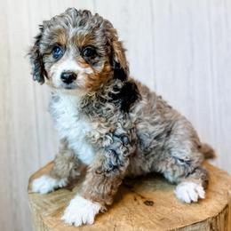 Smokey - Blue merle female Aussiedoodle puppy in Arlington, Washington from Doodle Love Laugh