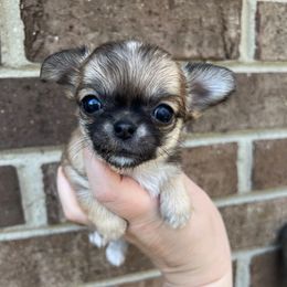 Harris - Black sabled fawn Chihuahua puppy in Michigan from Fanciful Thrills Kennel