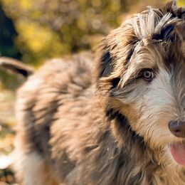 Aussiedoodles, Australian Mountain Doodles, and Bernedoodles from WestPenn Doodles LLC