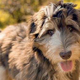 Aussiedoodles, Australian Mountain Doodles, and Bernedoodles from WestPenn Doodles LLC
