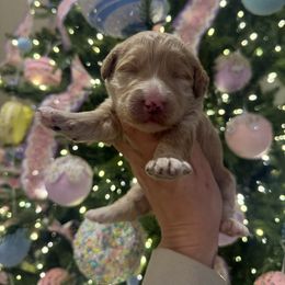 Dark pink - Apricot female Goldendoodle puppy in Homer, Georgia from Creekside Kennels