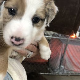Border Collie Puppies from Burke BC’s