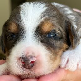 Izzy - Blue merle female Bernedoodle puppy in Yuciapa, California from AlltheDoodlez_