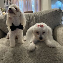 Josie - Coton de Tulear