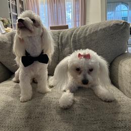 Josie - Coton de Tulear