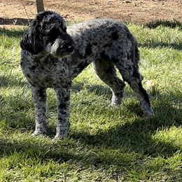 Denali - Goldendoodle