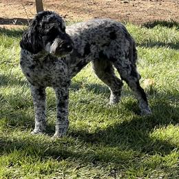 Denali - Goldendoodle