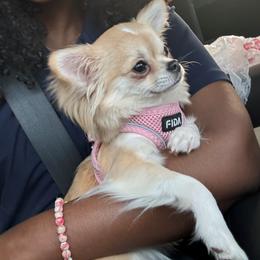 Love (Breeding rights) - Cream and white female Chihuahua puppy in Hampton, Virginia from Hearts Of Love