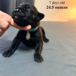 Blue Collar - Black brindle male Cane Corso puppy in Sullivan, Missouri from Midwest Cane Corso in Action