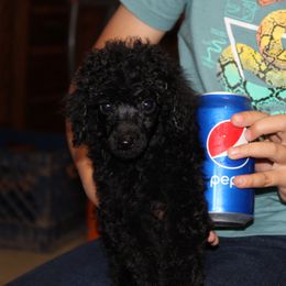 English Springer Spaniel and Poodle Puppies from Haskeez