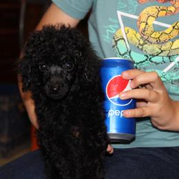 English Springer Spaniel and Poodle Puppies from Haskeez